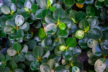 Ficusannulata ya da Blume ağacı, yuvarlak ve küçük yaprakları olan yuvarlak, yeşil yapraklı, yaprakları pürüzsüz, yuvarlak yaprakları olan küçük bir bitki..