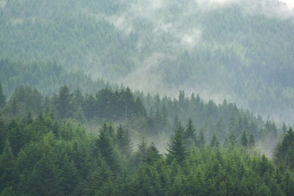 Pineta Nella Valle Nella Nebbia Mattutina Atmosfera Fresca Verde — Foto Stock