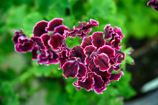 Geranio Nome Scientifico Pelargonium Hortorum Bail Petali Viola Scuro Bordi — Foto Stock