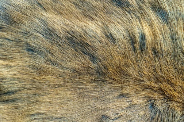 Brown White Fur Hairs Smooth Have Beautiful Pattern Reindeer Hair — Stock Photo, Image