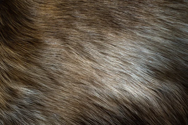 驯鹿的毛 深褐色和白色的羊毛 还有一个美丽的波浪图案看起来柔软 摸起来很惬意 颜色不明亮 深色调风格 — 图库照片