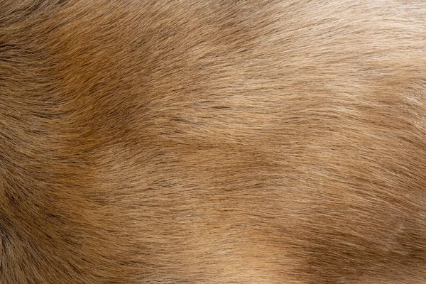 Das Fell Der Rentiere Orangefarbenes Fell Und Schöne Muster Sieht — Stockfoto