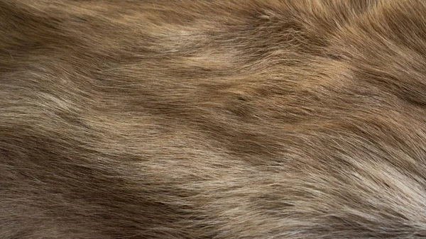 Hair Reindeer Dark Brown White Wool Beautiful Wave Pattern Looks — Stock Photo, Image