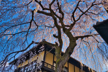 Sannenzaka 'daki büyük sakura ve mavi gökyüzü turistlerin Japonya' nın Kyoto kentinde fotoğraf çekebileceği popüler bir yerdir..