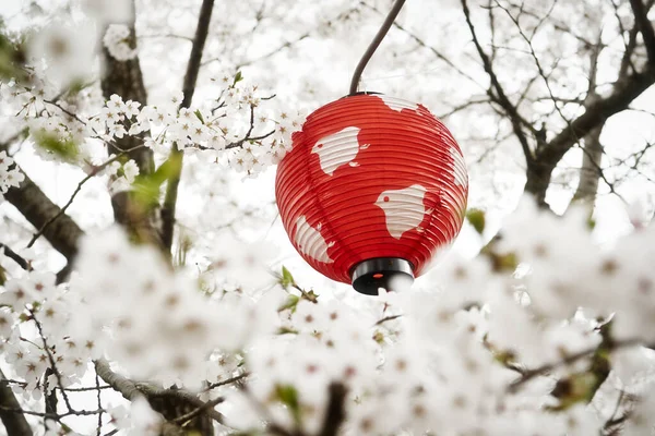 Röda Lyktor Och Körsbärsblommor Hanami Festival Eller Körsbärsblommor Festival Japan — Stockfoto