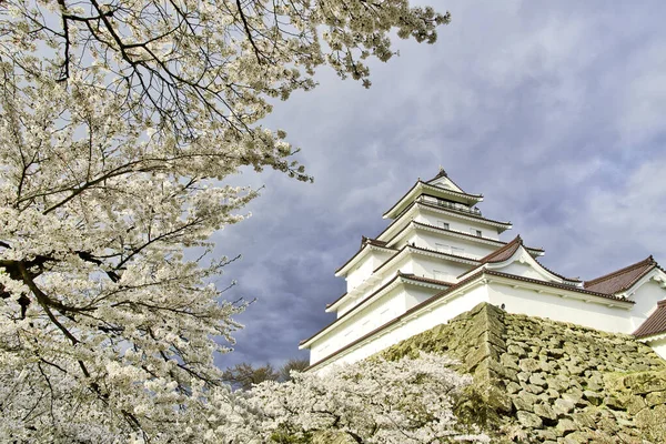 Hrad Tsuruga Nebo Hrad Aizuwakamatsu Období Třešňových Květů — Stock fotografie