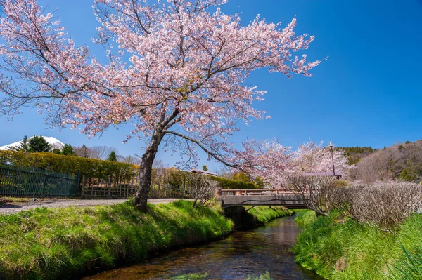 Sakura Arbres Ruisseaux Avec Ciel Bleu Clair Est Point Vue — Photo