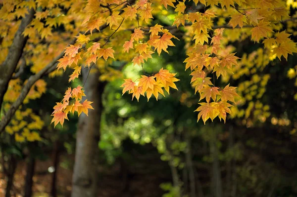 Maple leaves change color in autumn in the forest in Japan.