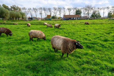 Koyun ve yeşil otlaklar, turistlerin Zaanse Schans, Zaandam, Hollanda 'da ziyaret edebilecekleri bir çiftliktir. Burası popüler bir turizm merkezi..