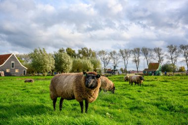 Koyun ve yeşil otlaklar, turistlerin Zaanse Schans, Zaandam, Hollanda 'da ziyaret edebilecekleri bir çiftliktir. Burası popüler bir turizm merkezi..
