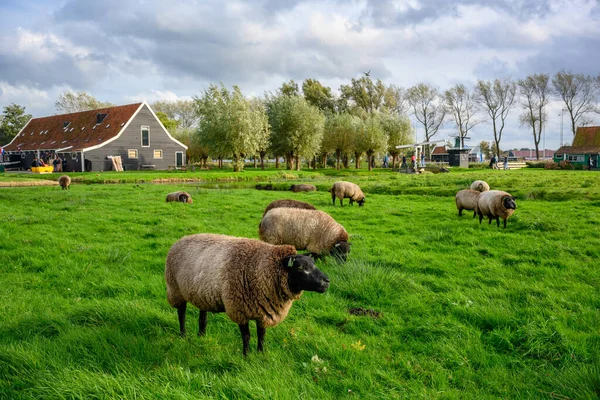 Koyun ve yeşil otlaklar, turistlerin Zaanse Schans, Zaandam, Hollanda 'da ziyaret edebilecekleri bir çiftliktir. Burası popüler bir turizm merkezi..