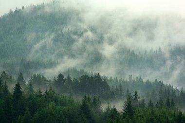 Vadideki çam ormanı sisli sabah taze yeşil atmosfer.