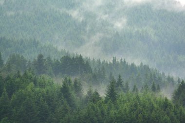 Vadideki çam ormanı sisli sabah taze yeşil atmosfer.