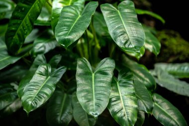 Crystal Anthurium veya Anthurium Linden parlak koyu yeşil yapraklara sahiptir. Kalp şeklinde yapraklar. Resim parlak ve taze görünüyor..