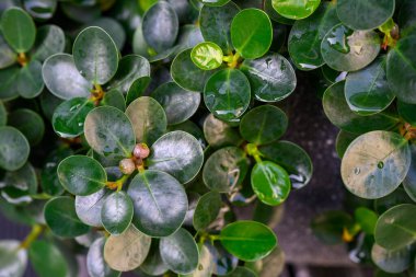 Ficusannulata ya da Blume ağacı, yuvarlak ve küçük yaprakları olan yuvarlak, yeşil yapraklı, yaprakları pürüzsüz, yuvarlak yaprakları olan küçük bir bitki..