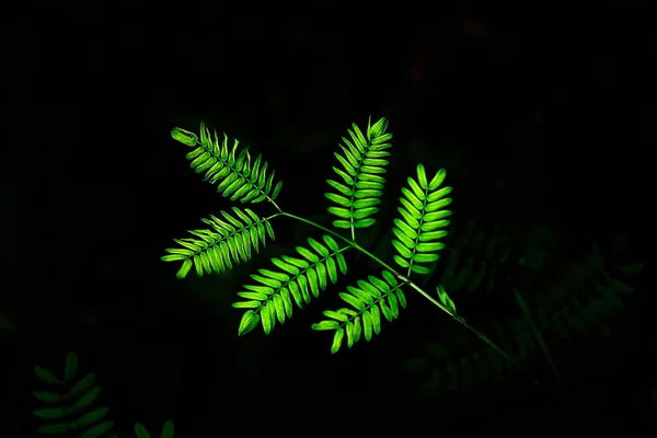 小枝と緑の葉が劇的なトーンで暗闇の中で輝きます — ストック写真