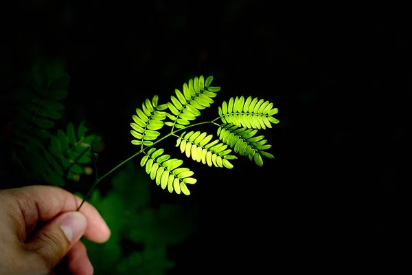 Yapraklar Karanlıkta Parlıyor — Stok fotoğraf