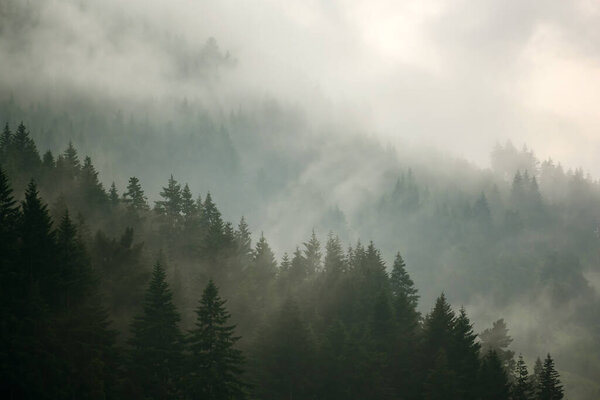 Сосновый лес в долине по утрам очень туманный, атмосфера выглядит пугающе. Темный тон и винтажное изображение.