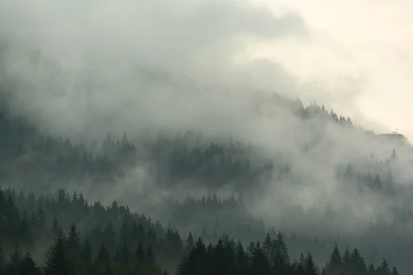 Pineta Nella Valle Mattino Molto Nebbiosa Atmosfera Sembra Spaventosa Tono — Foto Stock