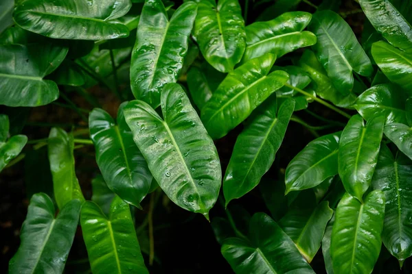 Crystal Anthurium veya Anthurium parlak koyu yeşil yapraklara sahiptir. Kalp şeklinde yapraklar. Resim parlak ve taze görünüyor..