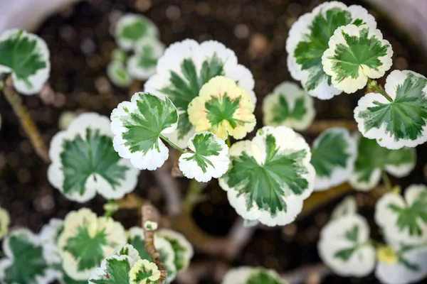 Ming Aralia Nome Scientifico Polyscias Foglie Sono Seghettate Linee Chiare — Foto Stock