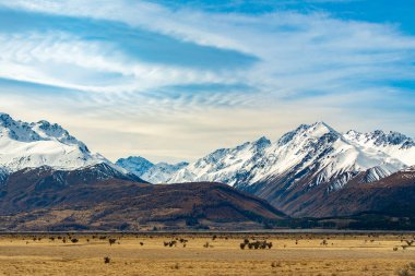 Kışın tepesinde kar olan yüksek dağlar, güzel gökyüzü ve bulutlar. Yeni Zelanda, Cook Yolu 'ndaki çimenler sarıdır..