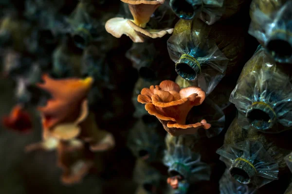 Vörös Lingzhi Művelési Farmon Elég Sötét Volt Láttam Gombákat Kinőni — Stock Fotó