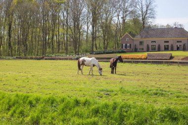 Arka plan üzerinde tarihi güzel bir bina ile Bahar yeşil alanında iki at