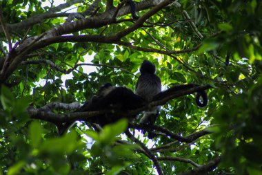 Kahverengi örümcek maymun ağacı, Kosta Rika, Orta Amerika'dan asılı