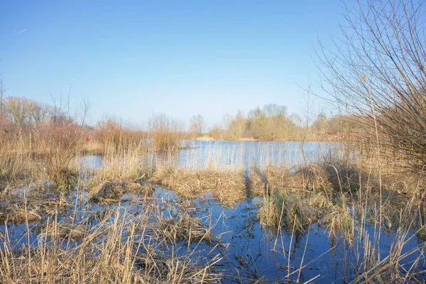 Голландська Природний Заповідник Великого Дерева Голими Філій Жовтий Комиші Вздовж — стокове фото