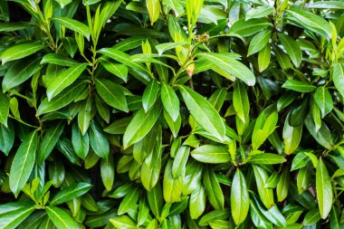 Yeşil taze bitki yeşil arka plan renkleri için closeup çimen