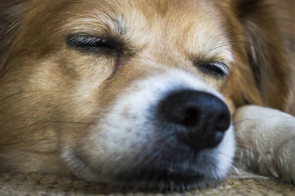 Perro Dormir Descansar Poco Perro Dormir Soñar — Foto de Stock