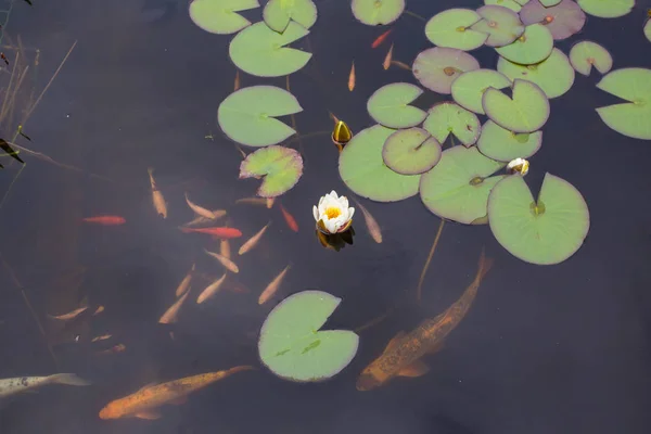 Lotosu Lilii Wodnej Kwiat Złota Ryba Wodzie — Zdjęcie stockowe