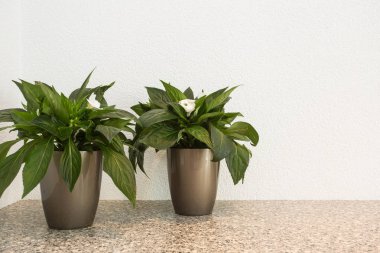 Saksı kopya alanı ve beyaz arka plan ile iç dekorasyon için iki küçük yeşil bitkilerde