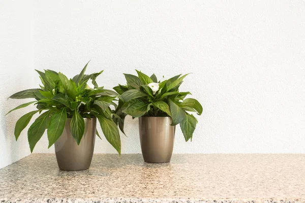 Saksı kopya alanı ve beyaz arka plan ile iç dekorasyon için iki küçük yeşil bitkilerde