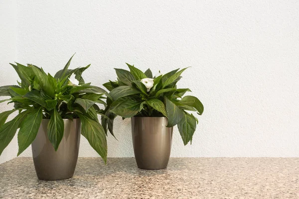Saksı kopya alanı ve beyaz arka plan ile iç dekorasyon için iki küçük yeşil bitkilerde