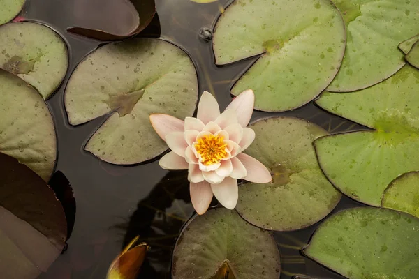 White lotus with yellow pollen on surface of pond — Stock Photo, Image