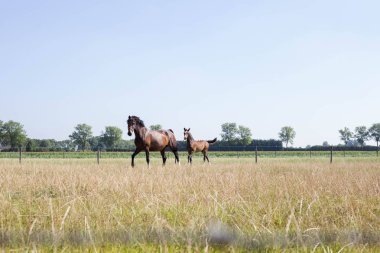 Kahverengi at ve yeşil mera çayır ile yeşil çim üzerinde kahverengi tayı. Bir çiftlikte görünümü kadar kapatın