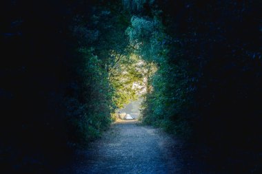 Orman sonunda bir ışık ile karanlık bir orman yolundan