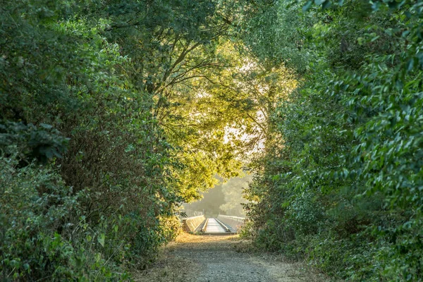 Colorful forest with a bridge at the end of the road — Stock Photo, Image