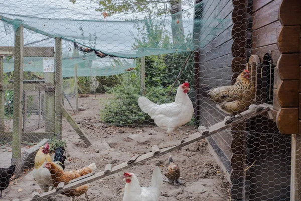 Chicken coop in back yard in residential area, hen in a farm yard Stock Photo