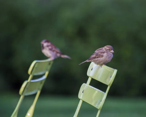 Pequeño gorrión lindo con fondo verde en el otoño —  Fotos de Stock