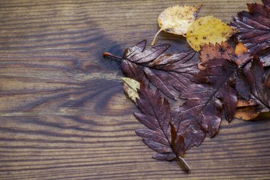 Sonbahar ıslak, kırmızı ve sarı akçaağaç yaprakları yaprakları güzel ahşap arka plan doku, seçici odak