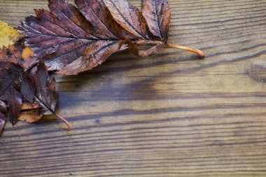 Sonbahar ıslak, kırmızı ve sarı akçaağaç yaprakları yaprakları güzel ahşap arka plan doku, seçici odak