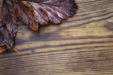 Sonbahar ıslak, kırmızı ve sarı akçaağaç yaprakları yaprakları güzel ahşap arka plan doku, seçici odak