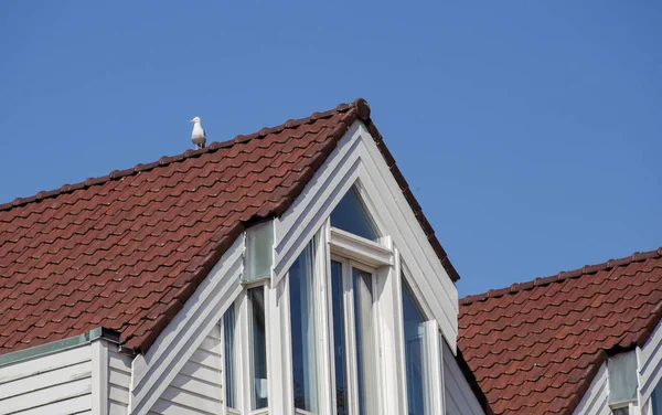 Vita hus med en mås på taket i blå himmel närbild — Stockfoto
