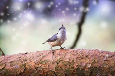 bir serçe gökyüzünde ve renkli fantezi bokeh arka plan bir gıda kase ile uçar