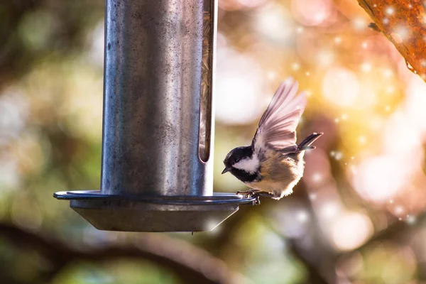 Bir serçe gökyüzünde ve renkli fantezi bokeh arka plan bir gıda kase ile uçar — Stok fotoğraf