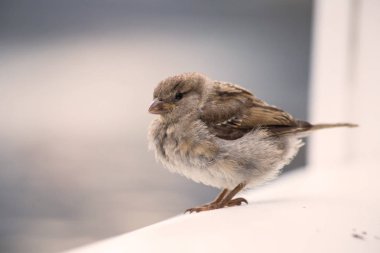 Ahşap üzerinde küçük şirin kuş yemek kırıntısı rafa kaldırmak, yaban hayatı