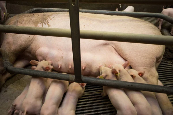 Mother pig locked in a cage with her piglets on a breeding farm